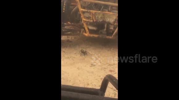 Tourists break down in jungle, have to contend with GIANT spider - Buy ...