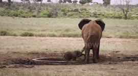 Rescued baby elephant is reunited with mum after getting stuck in pond