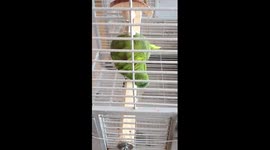 Nina the Opera Amazon Parrot