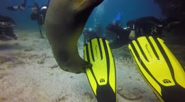 Juvenile sea lion chews on scuba diver's flippers