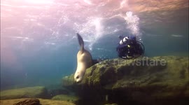 Sea lions put on show for divers in Mexico