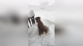 Newsflare Edit - Jaco the rescue dog enjoying some snow