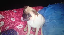 Doug the pug saying I love you