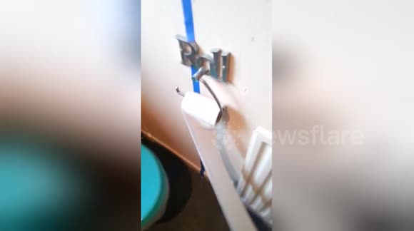 Dog discovers toilet roll and does exactly what you would expect