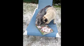 Pugandcat : lilys kitchen advent calender