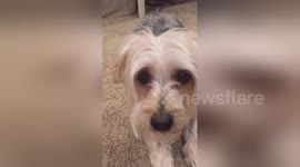 Newsflare Edit - Yoshi's Mannequin Challenge