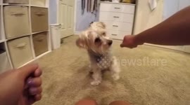 Yoshi Dog doing the Whip and the Nae Nae