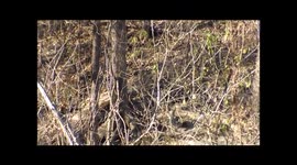 Turkeys calling to one another (and it's not 