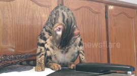 Bengal Cat Bathes Herself in the Oddest Way