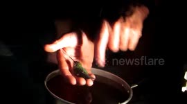 Man rescues exhausted hummingbird