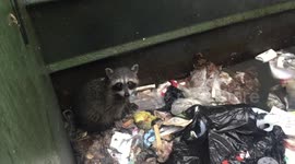 RaccoonRescue
