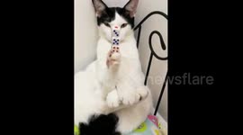 Cat holds dices on paw in China