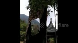 Tree survives being struck by lightning, just