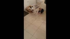 Baby and dog play catch