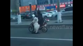 Samoyed dog rides scooter