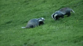 Pair of badger cubs have adorable tumble while playing on hillside