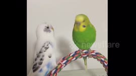 Snowy and kiwi feeding each other