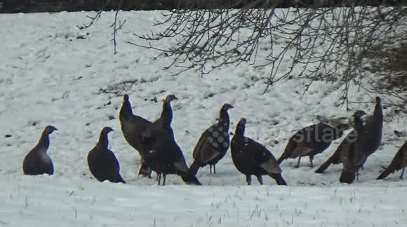 Cat has stand-off with wild turkeys
