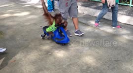 Baby orangutan rides scooter around zoo in the Philippines