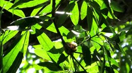 colibri défendant son nid contre un crabe.