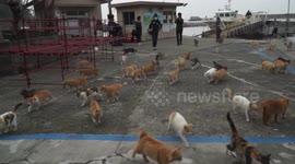 The Isle of 15 villagers and 100 cats.