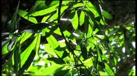 Hummingbird defends its nest against intrusive crab