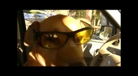 Must see impatient dog honks horn (video)