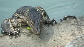 Monitor lizards on the move