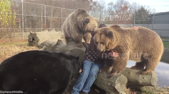 Orphaned bears greet keeper after he returns home