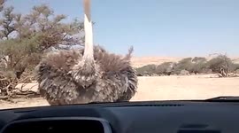 Ostrich attacks safari car in Israel