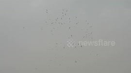 Birds flying in a circular motion