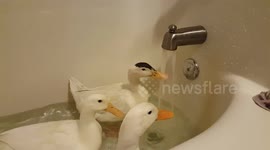 Ducks in the Tub