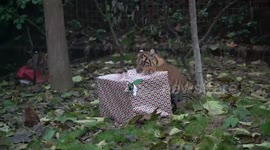 Tigers and meerkats enjoy Christmas treats at London Zoo