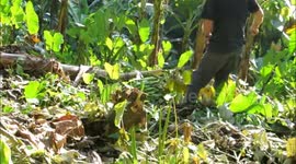 Incroyable ! régime de bananes géant ! Tierra Oscura  archipel de Bocas del Toro - Panama