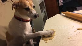 Dog helping to bake german Christmas cookies