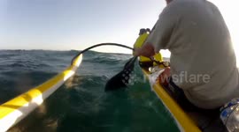 The most dangerous creature in the ocean