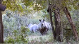 Rhinos charge tourists at Kruger National Park
