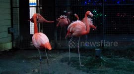 Pink flamingos fight at US zoo