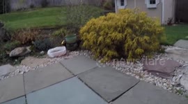 KITTEN VS GLASS DOOR!