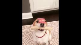 Dog stays with bratwurst in mouth and salami on head