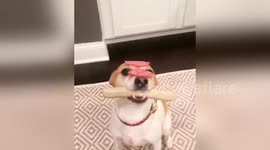 Disciplined dog holds bratwurst in his mouth and balances salami on his nose