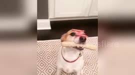 Newsflare Edit - Disciplined dog holds bratwurst in his mouth and balances salami on his nose