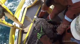 Galveston Key Turtle Rescue