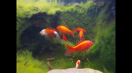 The Life of a Pet Fish in a Pond