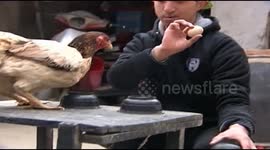 Magician entertains chicken with magic tricks