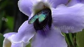 Tropical carpenter bees