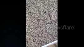 Thousands of dead fish floats in lake in southern China