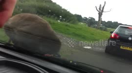 Drive-through Safari Monkey Steals Car Window Washers
