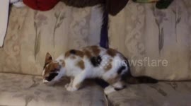 Kitty Tries to Catch her tail