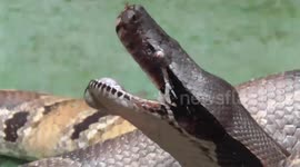 Snake carries mouse around in the water before eating it